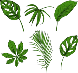 Fototapete Tropische Blätter Leaves isolated on white collection. Tropical leaves set. Hand drawn vintage illustration.