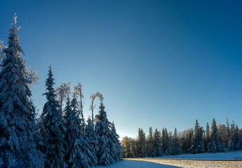 View of a road cutting through an evergreen forest that is covered in heavy snow. The sky is bright...