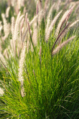 Raadiant grass in the morning