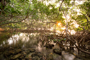 Interior of a Red Mangrove habitat, Florida Keys National Marine Sanctuary, Key Largo, Florida