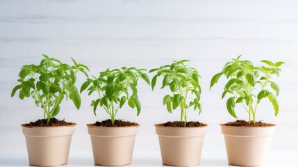 Pots with green seedlings on a light background