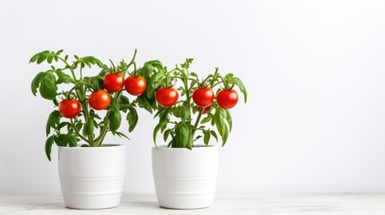 Pots with green seedlings of the tomatoes on a light background