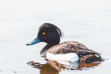 A male tufted duck swims in the water on a summer day. A male tufted duck is black except for white flanks, a blue-grey bill with gold-yellow eyes, and a thin crest on the back of its head.