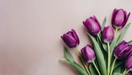 purple tulips in a pastel background copy space