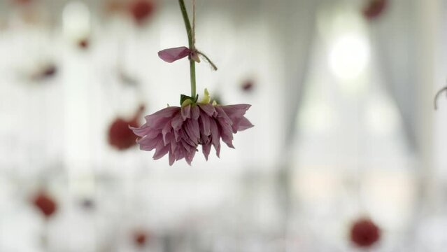 Small cute bouquets of white fresh flowers hanging from ceiling isolated on blurred background