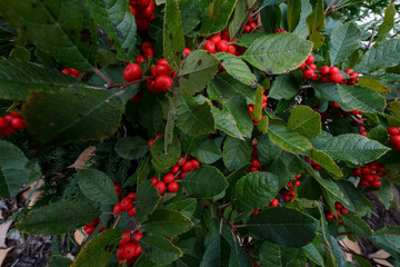 red holly berries on green holly bush