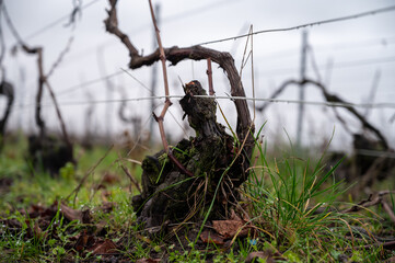 Winter time on Champagne grand cru vineyards near Verzenay village, rows of old grape vines without...