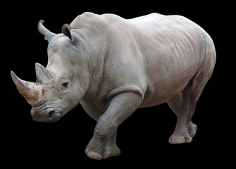 The white rhinoceros or square-lipped rhinoceros is the largest extant species of rhinoceros.  It has a wide mouth used for grazing and is the most social of all rhino species