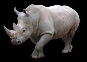Fotobehang The white rhinoceros or square-lipped rhinoceros is the largest extant species of rhinoceros.  It has a wide mouth used for grazing and is the most social of all rhino species © Daniel Meunier