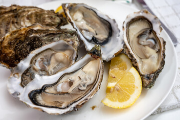 Fresh big french, dutch, pacific or japanese oysters molluscs, size number 1, served with fresh...