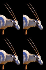 Oryx is a genus consisting of four large antelope species called oryxes. Their fur is pale with...