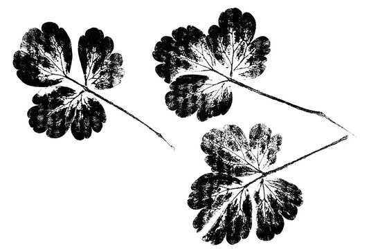 abstract botanical art - monoprint - leaves and plants printed on paper with watercolors - original artwork