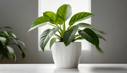 modern house plant with white pot on background ai