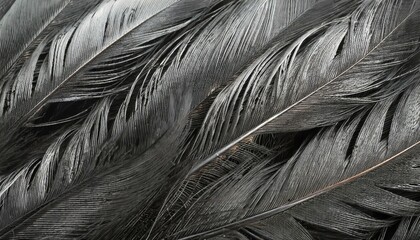 beautiful black color bird feathers pattern texture background