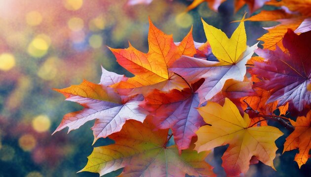 amazing colorful background of autumn maple tree leaves background close up multicolor maple leaves autumn background high quality resolution picture