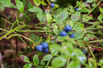 blueberries in the northern forest, close-up, berries