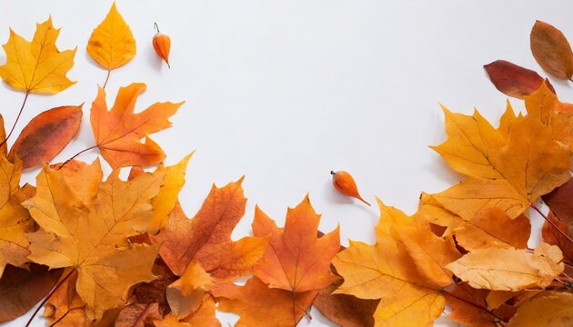 autumn nature background orange leaves fall on white copy space for text