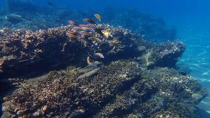 Fototapeta na wymiar Ornate wrasse (Thalassoma pavo) undersea, Aegean Sea, Greece, Halkidiki 