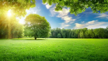 Papier Peint photo Lavable Prairie, marais fresh air and beautiful natural landscape of meadow with green tree in the sunny day for summer background beautiful lanscape of grass field with forest trees and enviroment public park with sun ray
