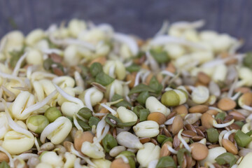 Seedlings of plant seeds for healthy nutrition: Clover seedlings; Alfalfa seedlings; Masha seedlings; Lentil seedlings; Sunflower seedlings; Close up