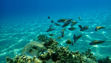 Fototapeta na wymiar Ornate wrasse (Thalassoma pavo) undersea, Aegean Sea, Greece, Halkidiki 