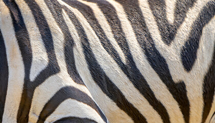 Art life of zebra in nature, block print style