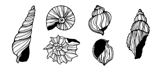 Seashells sketch set. Vector graphics.