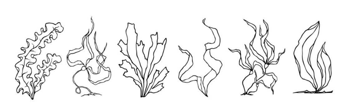Set of line sketches of seaweed. Vector graphics.