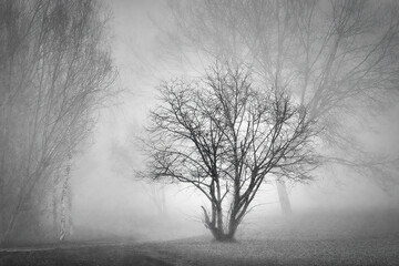 Un matin brumeux dans le parc en noir et blanc