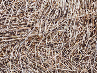 Dry straw collected in bales, harvesting hay and straw for the winter