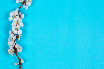 Blooming tree branch on a blue background, flowers on a tree branch