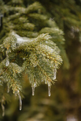 Icicles on a pine tree