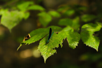 green leaves on a tree with dragonfly