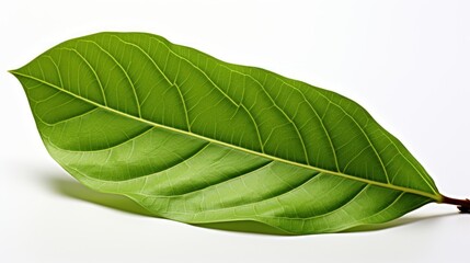 Obraz premium Green leaf in the white background UHD wallpaper