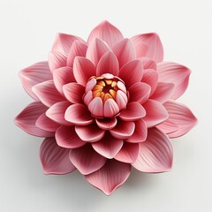 Pink lotus flower isolated on white background. Realistic 3d flower illustration.