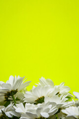 Fototapeta na wymiar White chrysanthemums on a green background