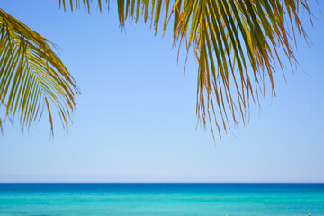 Coconut palm leaf against blue sea and beautiful beach tropical background.  - obrazy, fototapety, plakaty