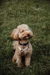 Portrait of cute happy toy poodle dog sitting on the grass waiting for the command. Training. Vertical banner