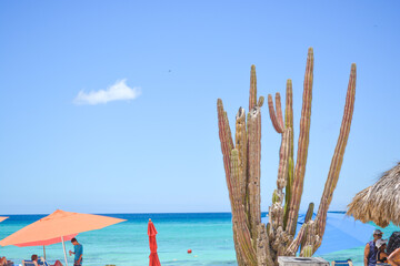 Colourful Arashi beach scene. Holiday vibes in Aruba Caribbean sea. 