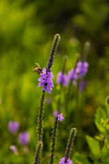 Fototapeta premium Bee on flower 