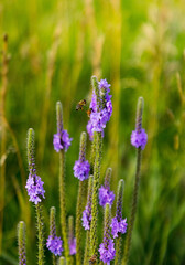 flowers in the garden