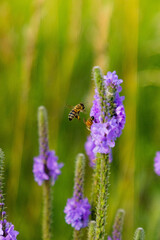 bee on a flower