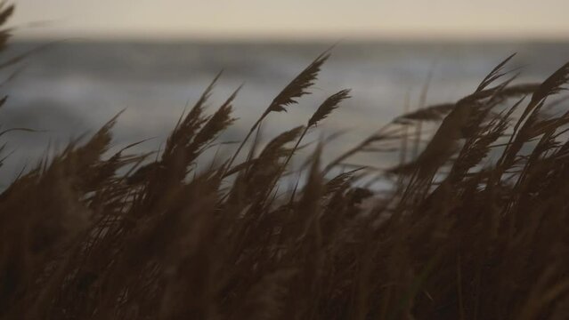 Windblown reeds sway on coast, rough sea background. Natural, wild, and raw coastal scenery with stormy waves. Atmospheric, moody landscape captures essence of tranquil yet dynamic nature setting.