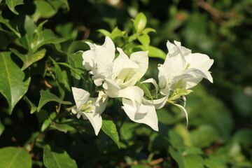 White Bougainvillea flower tree in a sunny day.