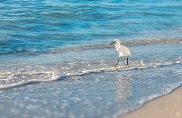 Papier peint photo autocollant rond Clearwater Beach, Floride White egret, Original photo by Christy Mandeville, Sand Key, Florida, Clearwater Beach, Florida