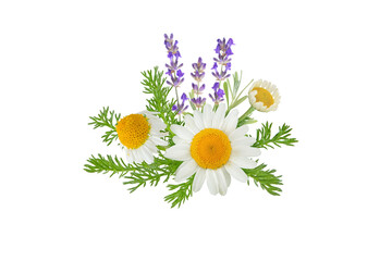 Chamomile and lavender flowers bunch isolated transparent png. White daisy in bloom and lavender branch. Chamaemelum nobile herbal and lavandula medicine plants. 