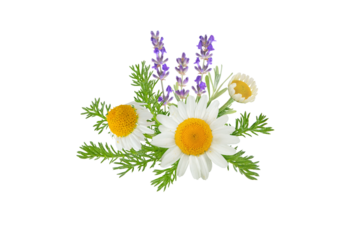Chamomile and lavender flowers bunch isolated transparent png. White daisy in bloom and lavender branch. Chamaemelum nobile herbal and lavandula medicine plants. 