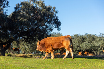 Power in Motion: Retinta Bull Strolling through the Pasture and Holm Oaks.