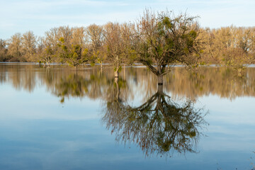 Hochwasser am Rhein in Südhessen