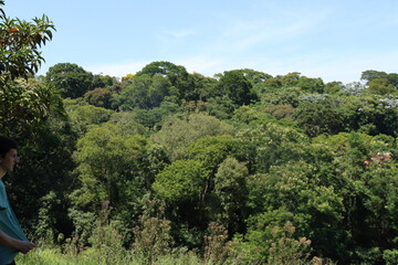 Fototapeta na wymiar Landscape with a light blue sky and a green tree florets 